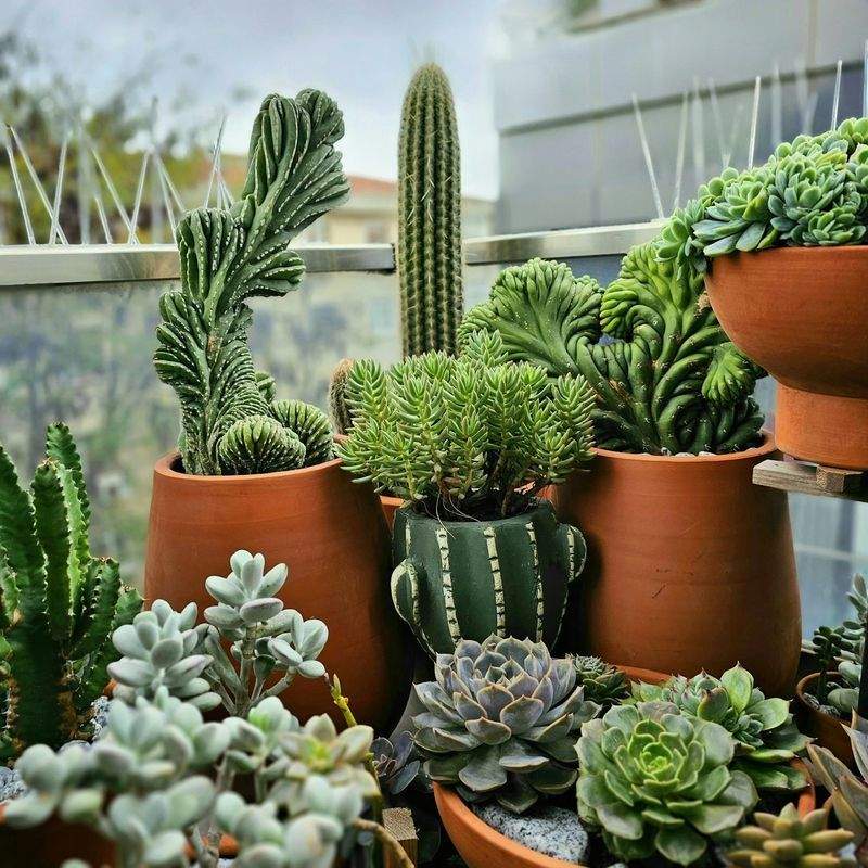 Maple Leaf Garden & Landscape Co. 4