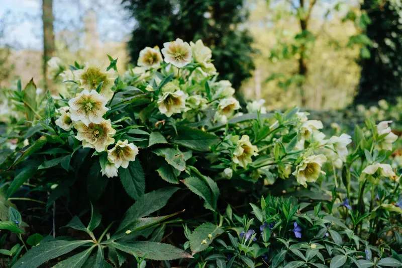Maple Leaf Garden & Landscape Co.