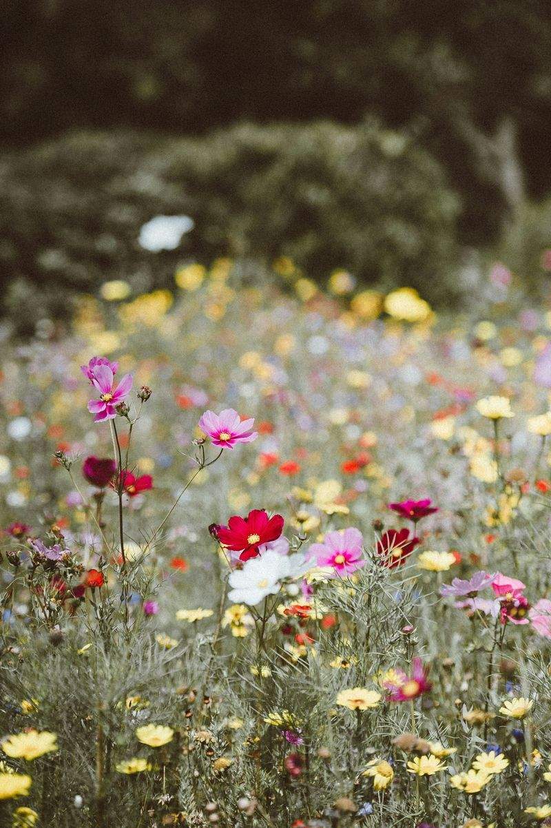 Lawn care and edging